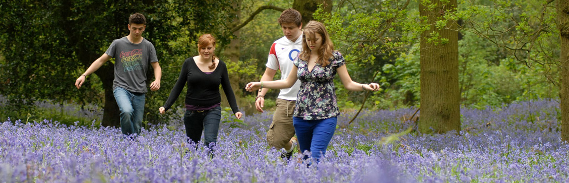 Photo of Bluebells in Tocil Woods