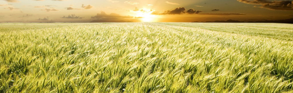 Crop with sunset