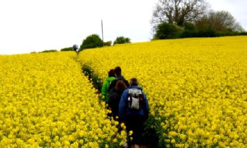 Image of staff walkers through field
